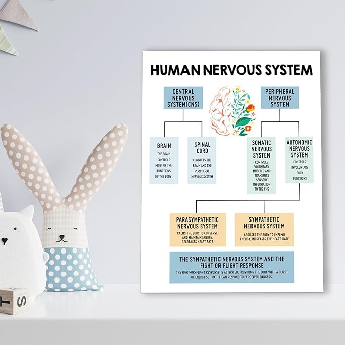 Mental Health Wall Decor,Human Nervous System Canvas,Therapy Office Wall Decor,Brain Anatomy Wall Art for Psychologist Therapist Counseling Office