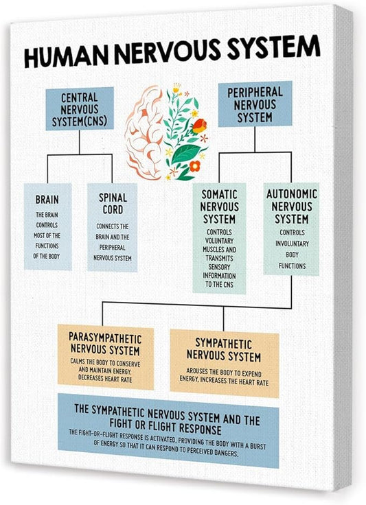 Mental Health Wall Decor,Human Nervous System Canvas,Therapy Office Wall Decor,Brain Anatomy Wall Art for Psychologist Therapist Counseling Office