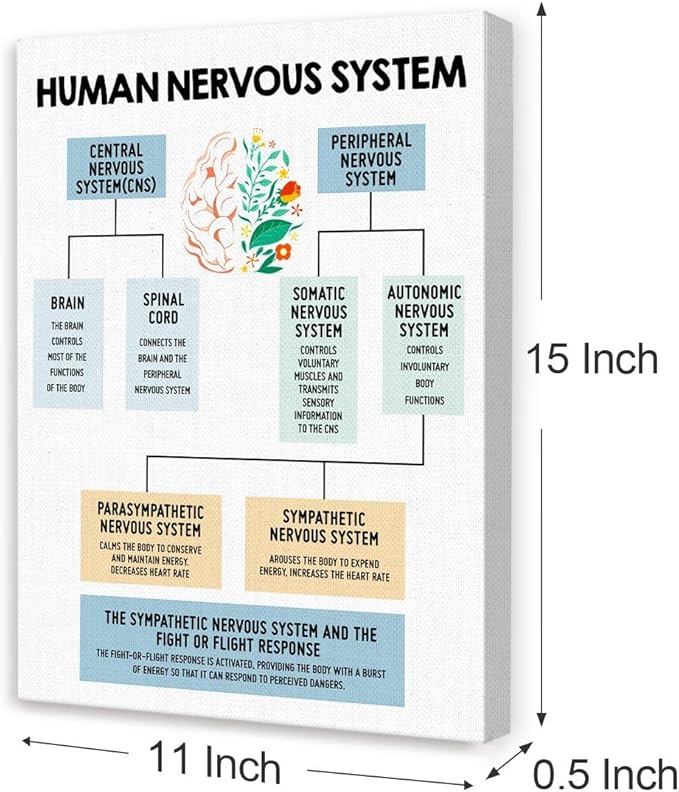 Mental Health Wall Decor,Human Nervous System Canvas,Therapy Office Wall Decor,Brain Anatomy Wall Art for Psychologist Therapist Counseling Office