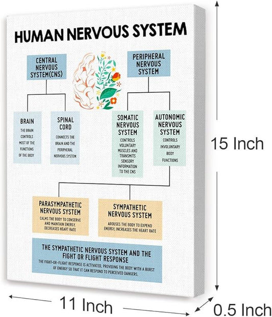 Mental Health Wall Decor,Human Nervous System Canvas,Therapy Office Wall Decor,Brain Anatomy Wall Art for Psychologist Therapist Counseling Office