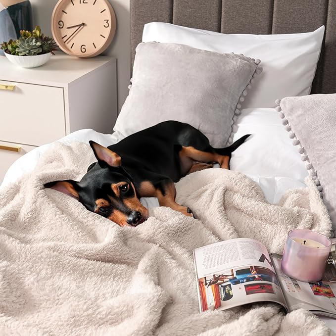 PAVILIA Sherpa Throw Blanket for Couch Sofa, Cream Beige Fluffy Warm Plush Blanket for Twin Bed, Cozy Super Soft Lightweight Throw, Fuzzy Decorative Blanket, All Season Home, 60x80
