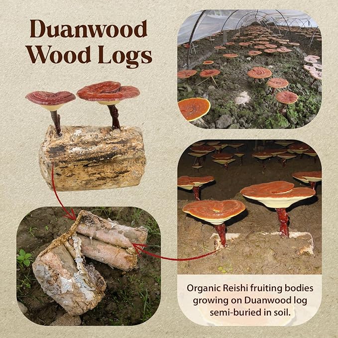 Dragon Herbs Duanwood Reishi Drops • Mushroom Supplement • Mountain Organically Log Grown • Triple Extractions • for Immunity, Sleep, Heart, Liver, Stress, Super Potency Fast Acting • 2 fl oz, 60 mL