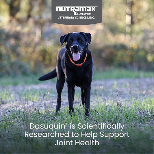 Nutramax Laboratories Dasuquin Joint Health Supplement for Large Dogs - With Glucosamine, Chondroitin, ASU, Boswellia Serrata Extract, and Green Tea Extract, 84 Soft Chews, DASL84SC